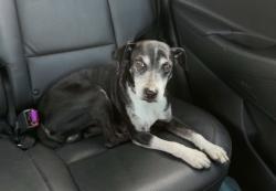 Found/Stray Male Dog last seen Paris Ave & Harrison Ave, New Orleans, LA 70122