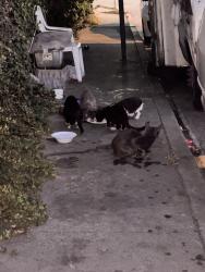 Found/Stray Unknown Cat last seen Ferris and Telegraph, East Los Angeles, CA 90022