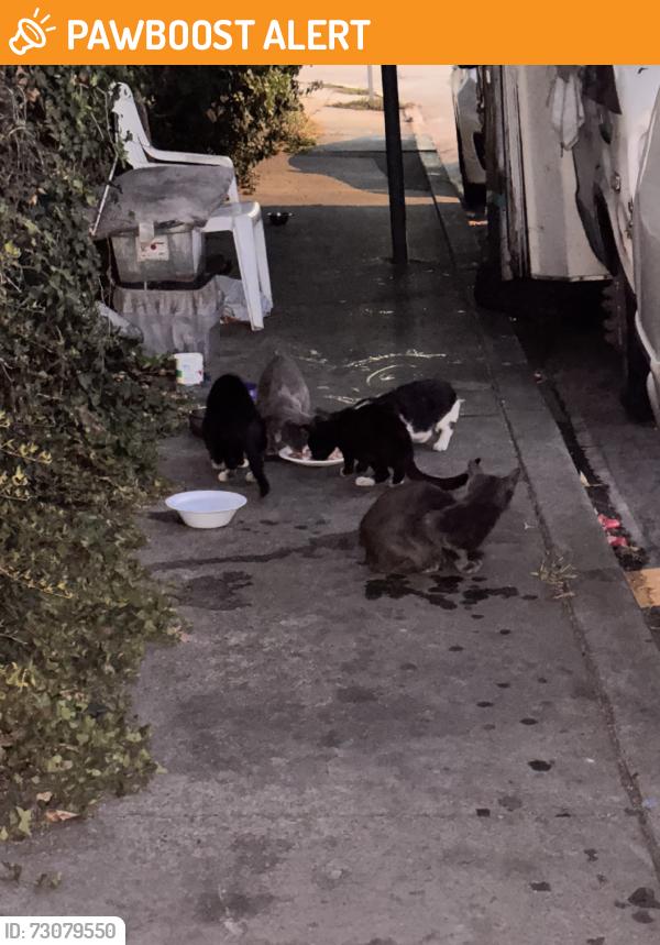 Found/Stray Unknown Cat last seen Ferris and Telegraph, East Los Angeles, CA 90022