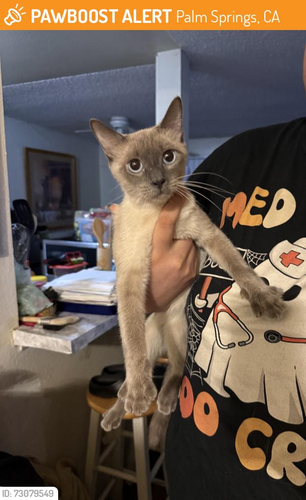 Found/Stray Female Cat last seen Hwy 111 and Escoba, Palm Springs, CA 92264