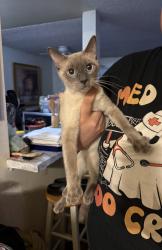 Found/Stray Female Cat last seen Hwy 111 and Escoba, Palm Springs, CA 92264
