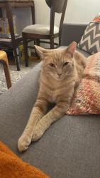 Lost Male Cat last seen Near 23rd Ave NW, Seattle, WA 98117