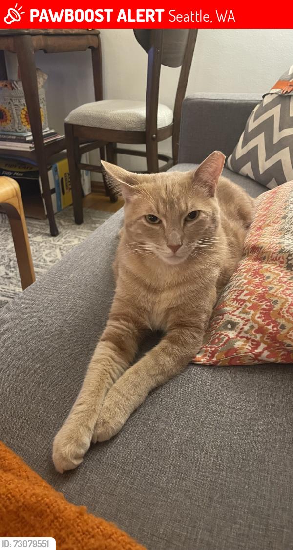 Lost Male Cat last seen Near 23rd Ave NW, Seattle, WA 98117