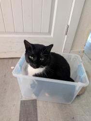Lost Male Cat last seen Keizer Rapids Park, Keizer, OR 97303
