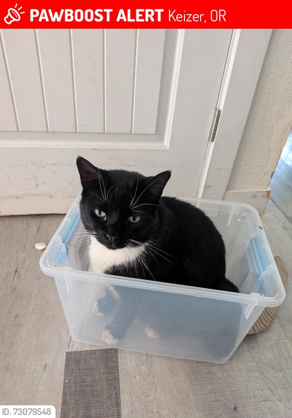 Lost Male Cat last seen Keizer Rapids Park, Keizer, OR 97303