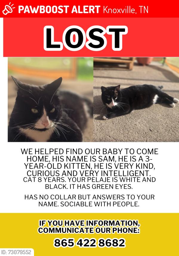Lost Male Cat last seen Near Daystar ln, Knoxville, TN 37918