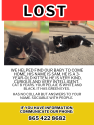 Lost Male Cat last seen Near Daystar ln, Knoxville, TN 37918