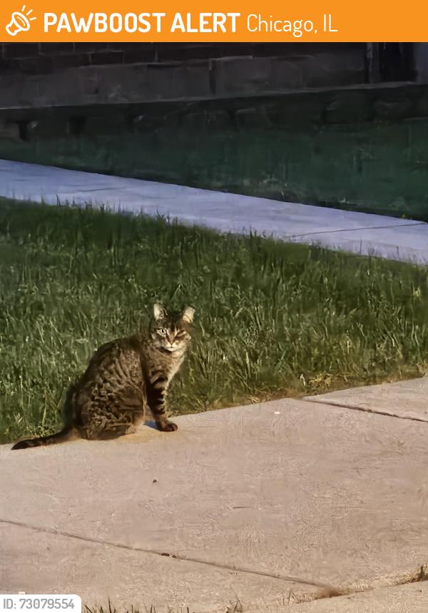 Found/Stray Unknown Cat last seen Kerbs Ave near Caldwell Ave, Chicago, IL 60646