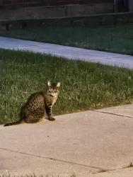 Found/Stray Unknown Cat last seen Kerbs Ave near Caldwell Ave, Chicago, IL 60646