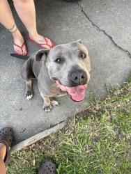 Found/Stray Female Dog last seen Rose, Stockton, CA 95203