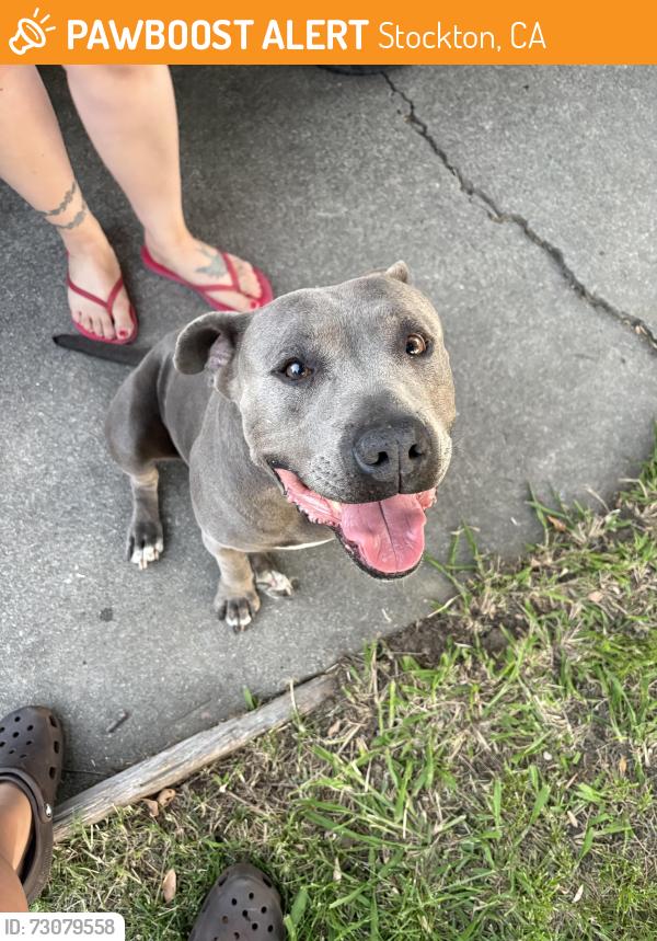 Found/Stray Female Dog last seen Rose, Stockton, CA 95203
