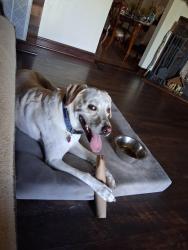 Lost Male Dog last seen East Bayou Road, Poydras, LA 70085