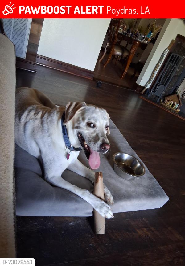 Lost Male Dog last seen East Bayou Road, Poydras, LA 70085