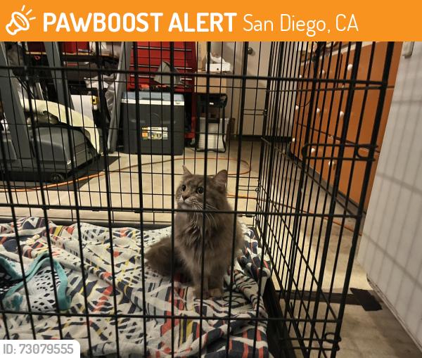 Found/Stray Unknown Cat last seen Shoal Creek Elementary School, San Diego, CA 92128