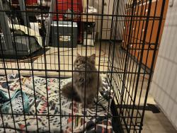 Found/Stray Unknown Cat last seen Shoal Creek Elementary School, San Diego, CA 92128