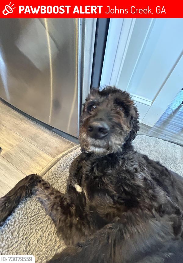 Lost Female Dog last seen Double gate neighborhood, Johns Creek, GA 30022