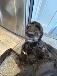 Lost Female Dog last seen Double gate neighborhood, Johns Creek, GA 30022