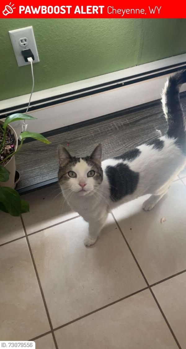 Lost Female Cat last seen Rue royal with bocage drive, Cheyenne, WY 82009