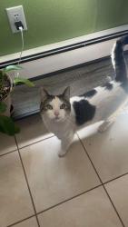 Lost Female Cat last seen Rue royal with bocage drive, Cheyenne, WY 82009