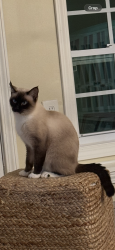 Lost Female Cat last seen Forrest hill rd, Dellinger Ln, Webster Ln, Walnut Grove Rd, Bolivar, TN 38008