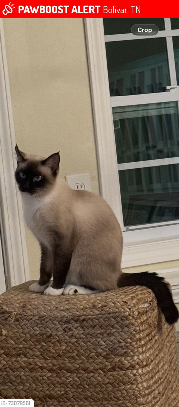 Lost Female Cat last seen Forrest hill rd, Dellinger Ln, Webster Ln, Walnut Grove Rd, Bolivar, TN 38008
