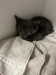 Shelter Stray Male Cat last seen , 14409 Vanowen St, Van Nuys, CA 91405, USA