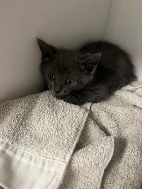 Shelter Stray Male Cat last seen , 14409 Vanowen St, Van Nuys, CA 91405, USA