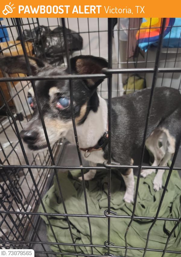 Found/Stray Male Dog last seen Airline near the stadium, Victoria, TX 77901