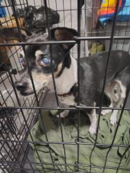 Found/Stray Male Dog last seen Airline near the stadium, Victoria, TX 77901