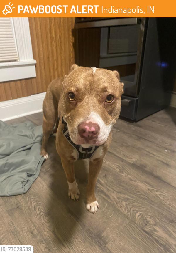 Found/Stray Female Dog last seen Brookside Parkway S Dr and Temple Ave, Indianapolis, IN 46201