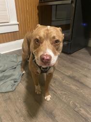 Found/Stray Female Dog last seen Brookside Parkway S Dr and Temple Ave, Indianapolis, IN 46201