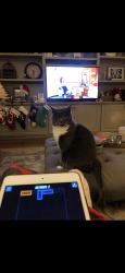 Lost Female Cat last seen Front of neighborhood, Matthews, NC 28105