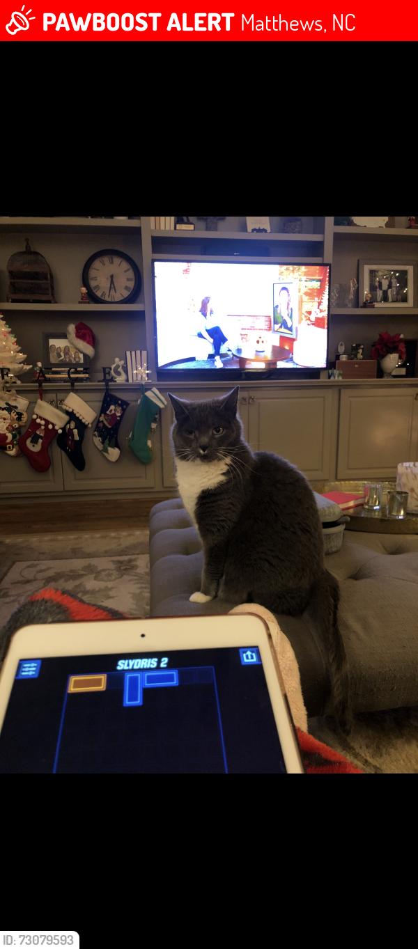 Lost Female Cat last seen Front of neighborhood, Matthews, NC 28105