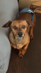 Lost Male Dog last seen County road 36, Robstown, TX 78380