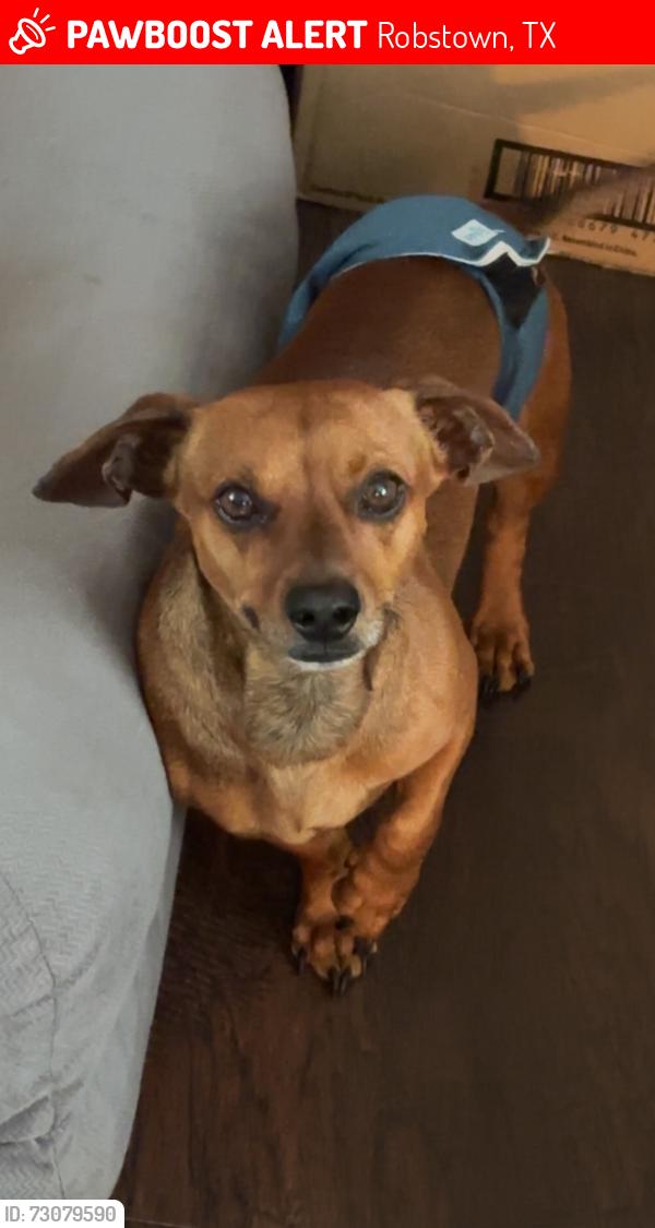Lost Male Dog last seen County road 36, Robstown, TX 78380