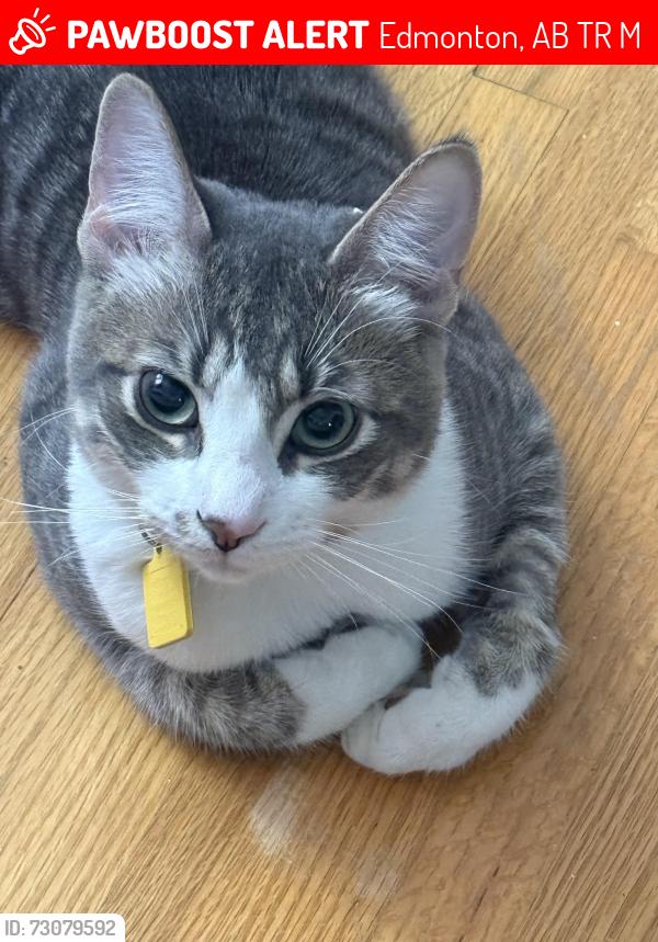Lost Male Cat last seen Near street 80 ave, Edmonton, AB T5R 3M8