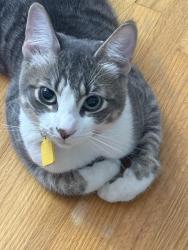 Lost Male Cat last seen Near street 80 ave, Edmonton, AB T5R 3M8