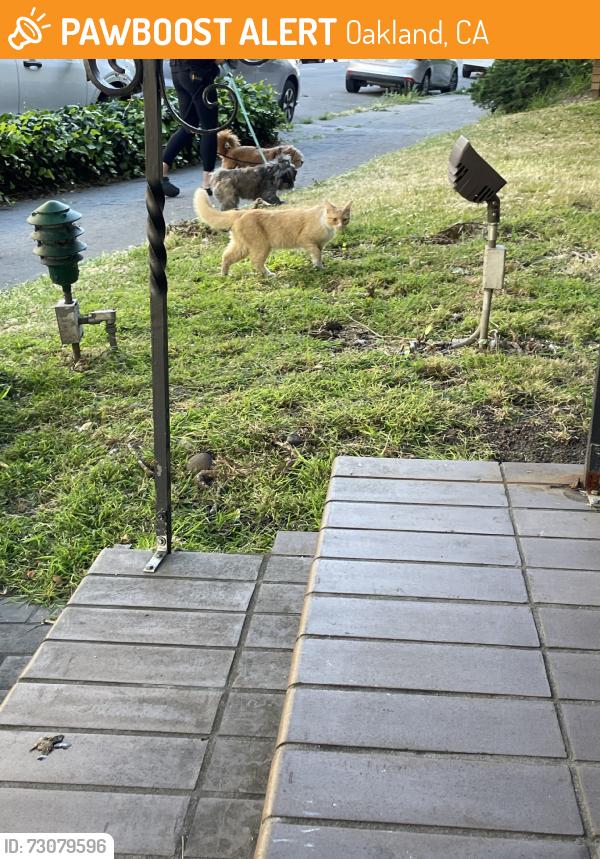 Found/Stray Male Cat last seen Perkins and Belmont, Oakland, CA 94610