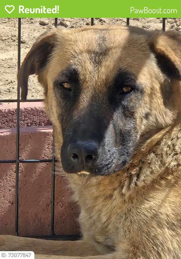 Reunited Female Dog last seen Pine Valley Rd + Cavelti Rd, Gardnerville, NV 89410