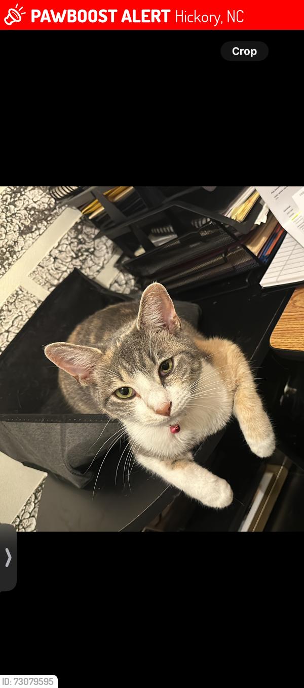 Lost Female Cat last seen Kiwanis Park, Hickory, NC 28602