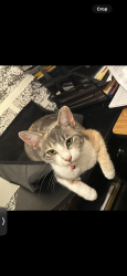 Lost Female Cat last seen Kiwanis Park, Hickory, NC 28602