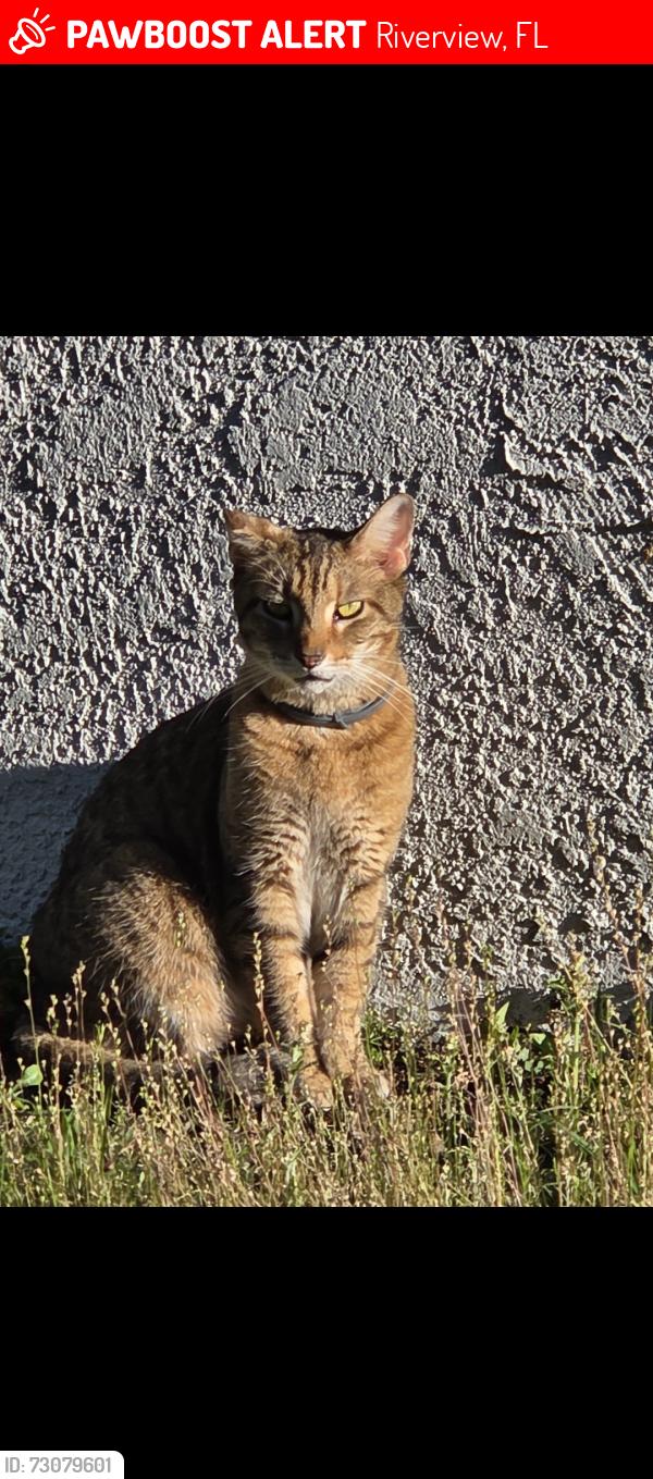 Lost Male Cat last seen US 301 & Progress Blvd, Riverview, FL 33578