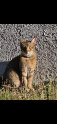 Lost Male Cat last seen US 301 & Progress Blvd, Riverview, FL 33578