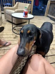 Lost Female Dog last seen Singleton Road, Norcross, GA 30093