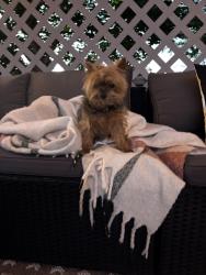 Found/Stray Unknown Dog last seen South Crescent, Spokane, WA 99207