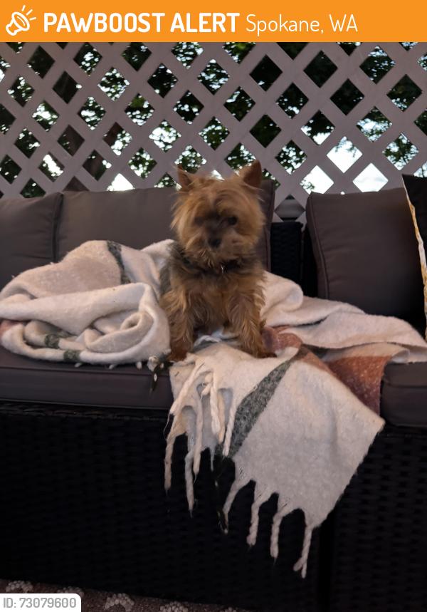 Found/Stray Unknown Dog last seen South Crescent, Spokane, WA 99207