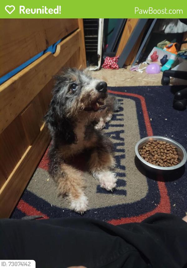 Reunited Female Dog last seen 39th Ave and Martin Luther King Drive , Gary, IN 46409