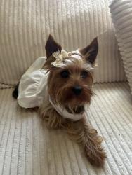 Reunited Female Dog last seen Motel Deska in wernersville PA, Wernersville, PA 19565