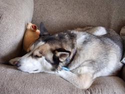 Lost Female Dog last seen Near E La Palma Ave and Potomac, Anaheim, CA 92807
