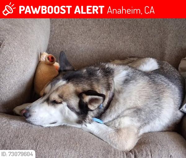 Lost Female Dog last seen Near E La Palma Ave and Potomac, Anaheim, CA 92807